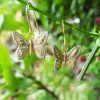 Three Colour Butterfly Drop Earrings