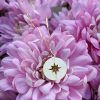 9ct Yellow Gold Compass Pendant Necklace